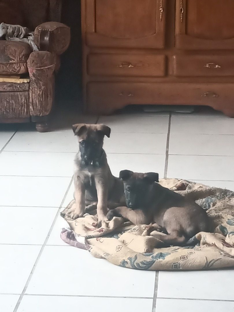 Chiot Malinois Uncompagnon Fr