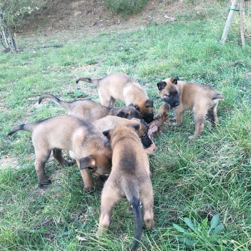 Chiots Malinois Uncompagnon Fr