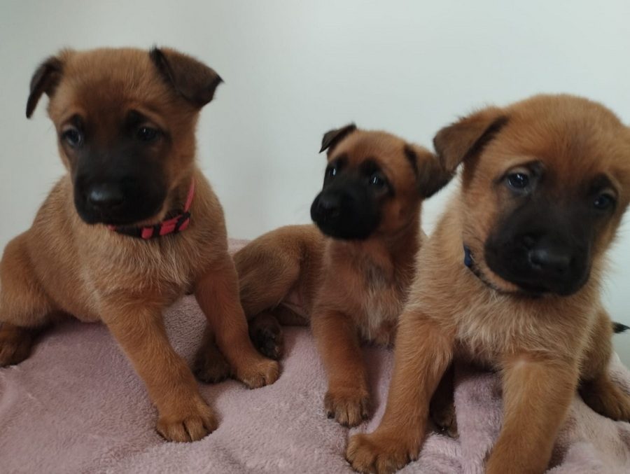 Chiot Berger Malinois Uncompagnon Fr