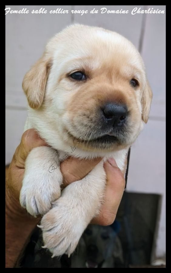 Annonce A Réserver Chiots Labrador Retriever Lof