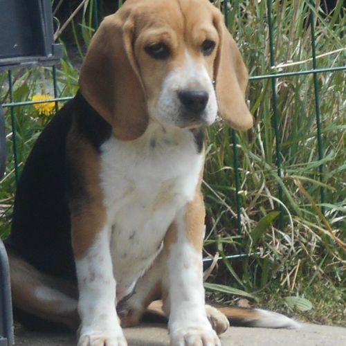 Chiot femelle beagle 3 mois lof à vendre #0
