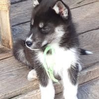 Chiots husky sibérien prêts à l'adoption #0