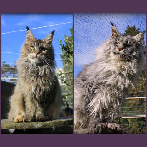Chatons maine coon loof #1