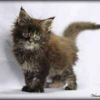 Chatons maine coon loof #0