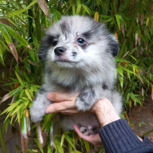 Chiot type pomchi (spitz x chihuahua) disponible #1