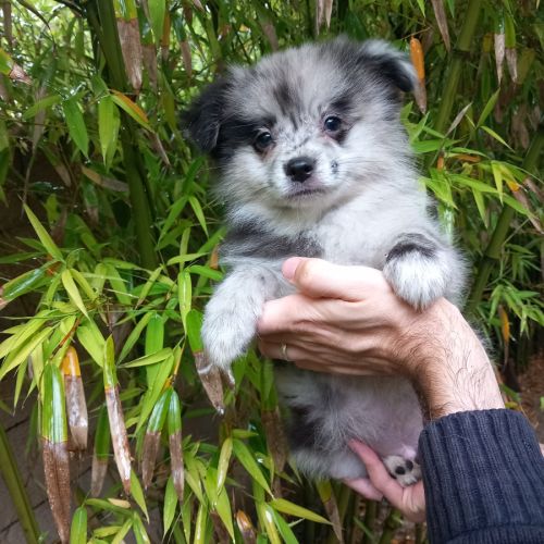 Chiot type pomchi (spitz x chihuahua) disponible #3