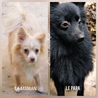 Chiot type pomchi (spitz x chihuahua) disponible #4
