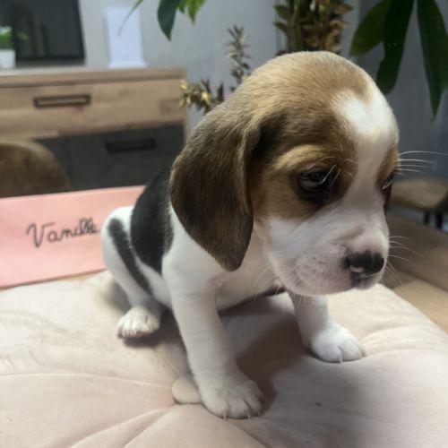 Chiot beagle #0