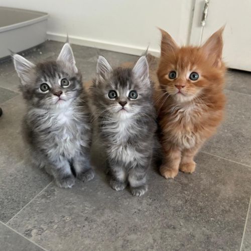 3 chatons maine coon a reserver