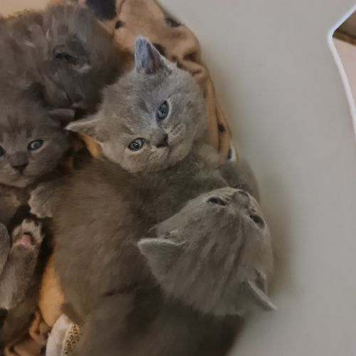 4  chatons  race chartreux inscrits au loof