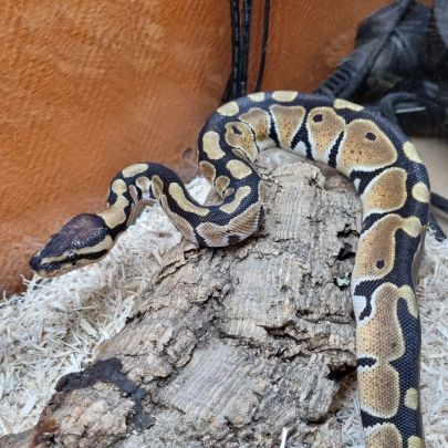 Python regius mâle 1mois et demi