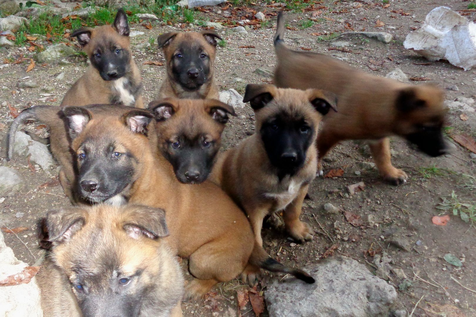 Chiots Berger Belge Malinois Uncompagnon Fr