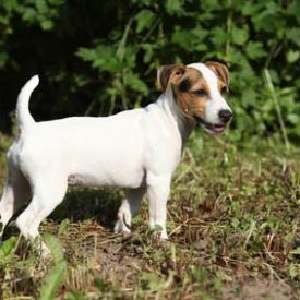 Jack Russell Terrier comportement prix caractère santé Tout savoir sur le Jack Russell