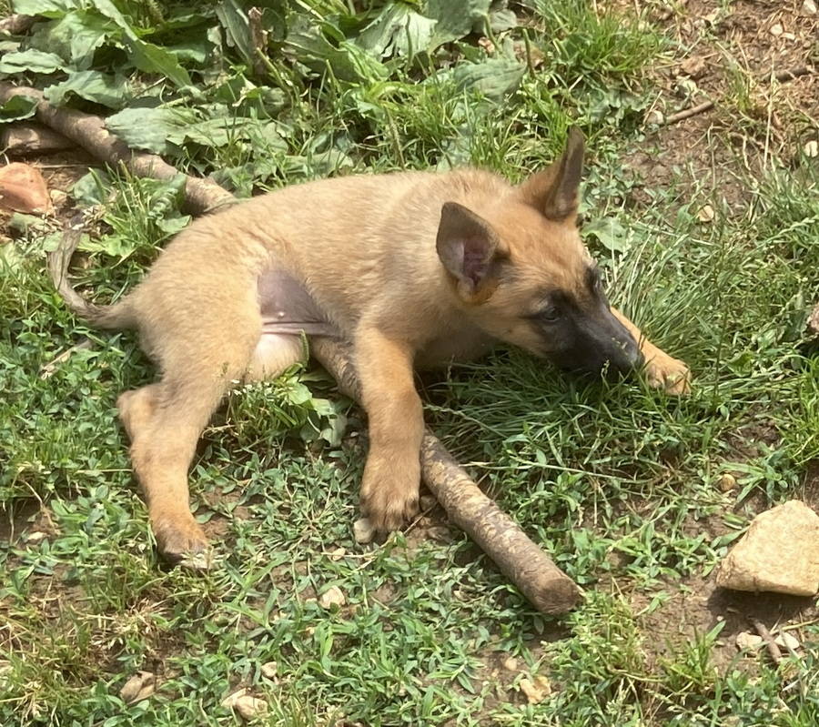 Chiots Malinois Lof Lign E Travail Uncompagnon Fr