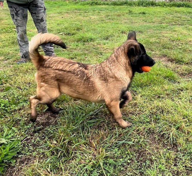 Vends Chiots M Les Malinois Uncompagnon Fr