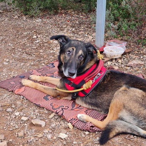 Donne Adorable Berger Allemand Crois Malinois Uncompagnon Fr