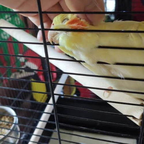 Cage à oiseaux Geo, Une magnifique cage en dôme pour vos oiseaux