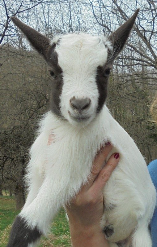 Aimant bébé chèvre naine pygmée : cadeau pour les amoureux des chèvres, le  technicien vétérinaire, le vétérinaire