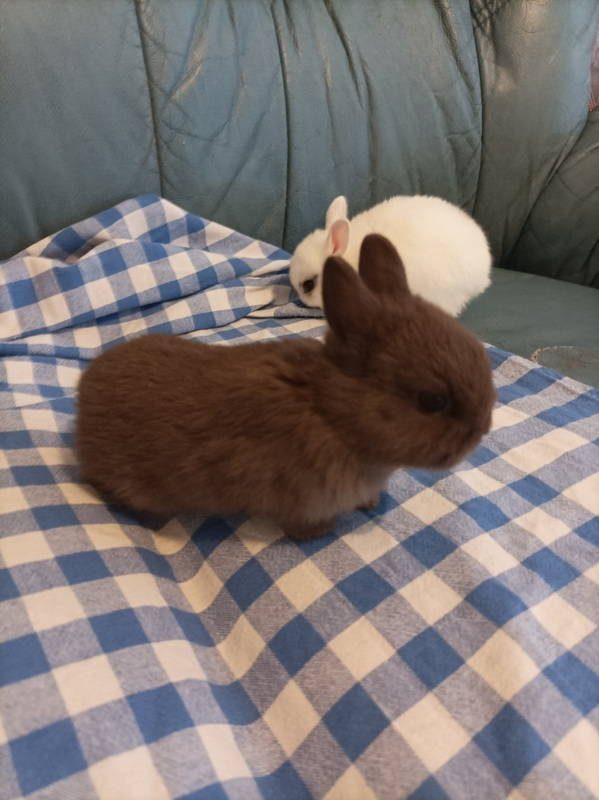 🐰 NOUVEAUTÉ COUCHE - TAILLE 2 🐰 Qui n'a jamais rêvé de voir des petits  lapins bleus gambader dans son salon ? C'est désormais possible avec notre  couche, By Biolane