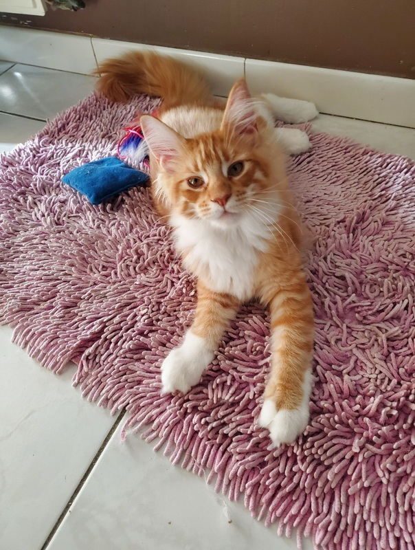 Magnifiques Bébés Maine Coon Disponibles 11000 Uncompagnonfr 8312