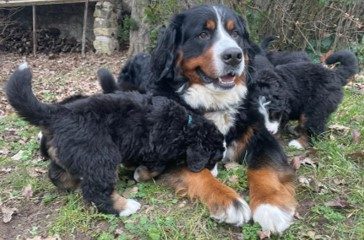 Chiots Bouvier Bernois male LOF (3383) 