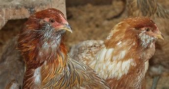 araucana coq contre poule