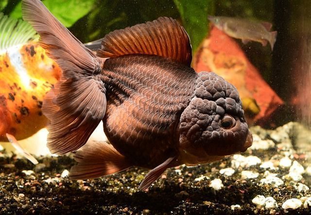 Poisson d'eau de mer pour aquarium Animaux Poisson Ille-et-Vilai