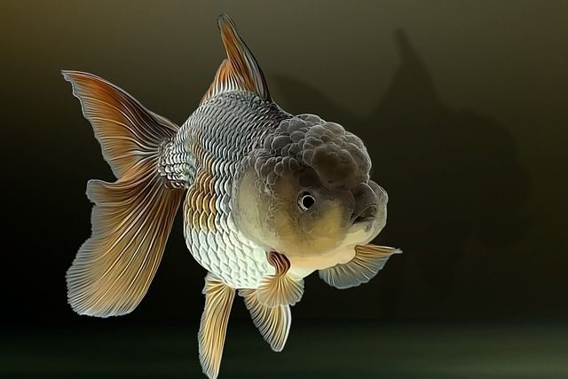 Poisson d'eau de mer pour aquarium Animaux Poisson Ille-et-Vilai