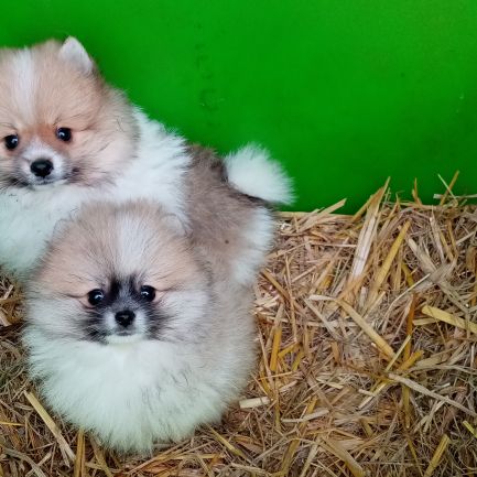 Spitz Nain Blanc Chiots disponibles - Spitz Nain Blanc