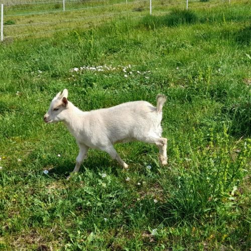 Chèvre naine, miniature ou toy : quelle race choisir ?