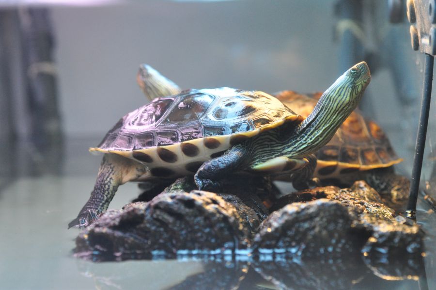 Tortues aquatiques