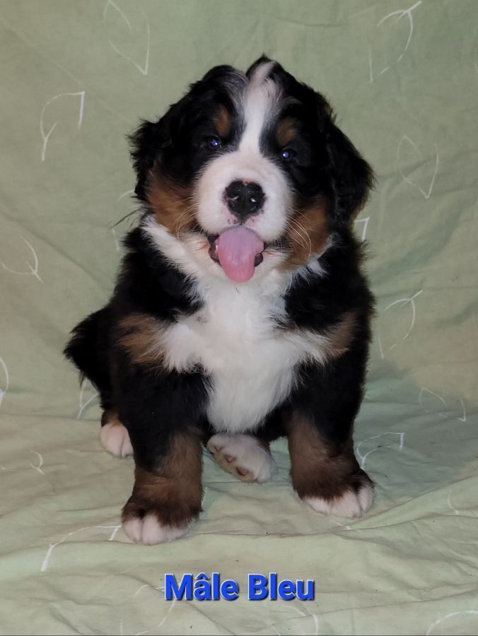 Chiots Bouvier Bernois male LOF (3383) 