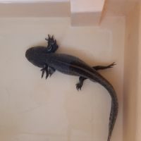 NAC axolotl soin conseil veterinaire