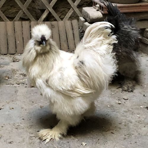 Leghorn argentée • Coq et poule de race de taille demi-naine