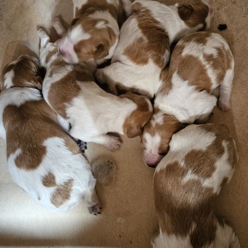 Chiots épagneul breton lof