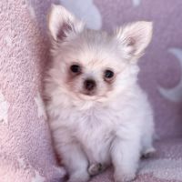 Chihuahua lof #3