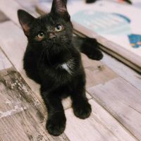 Mimi-siku, adorable chaton mâle à l'adoption