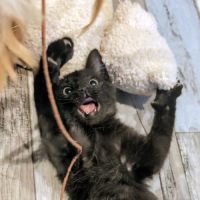 Charlotte, adorable chaton femelle à l'adoption