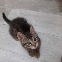 Olive, joli chaton à l'adoption
