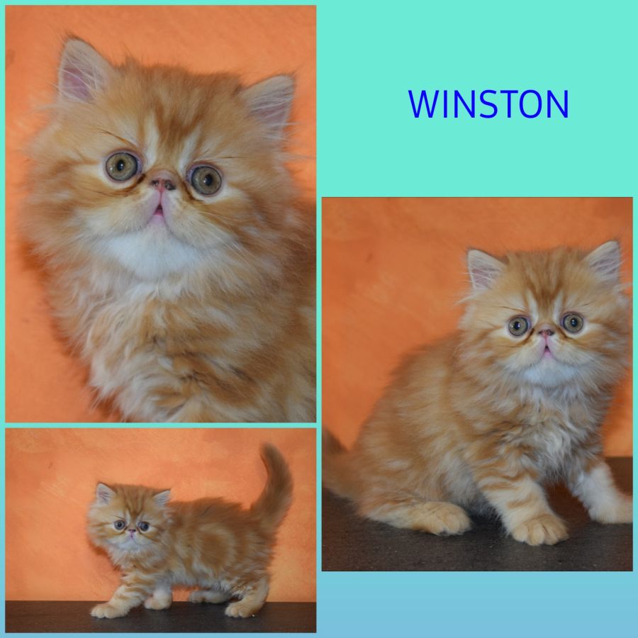 Chatons Exotic Shorthair Et Persan Loof - 51130 - unCompagnon.fr