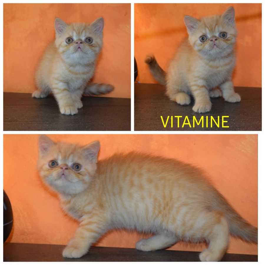 Chatons Exotic Shorthair Et Persan Loof - 51130 - unCompagnon.fr