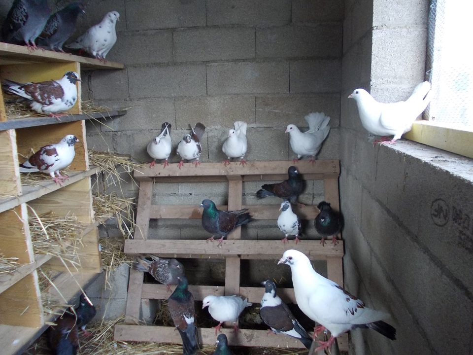 Pigeon Cauchois • Élevage et vente de pigeons de race