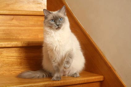 Chaton Ragdoll A Vendre Petites Annonces Chats Vente