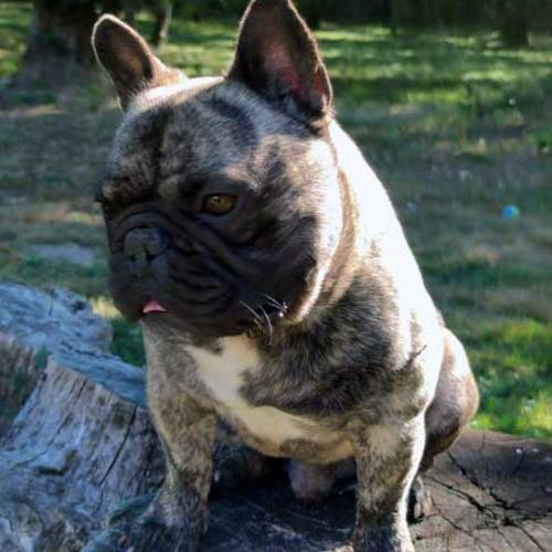 Venez Reserver Votre Bebe Bouledogue Francais Uncompagnon Fr