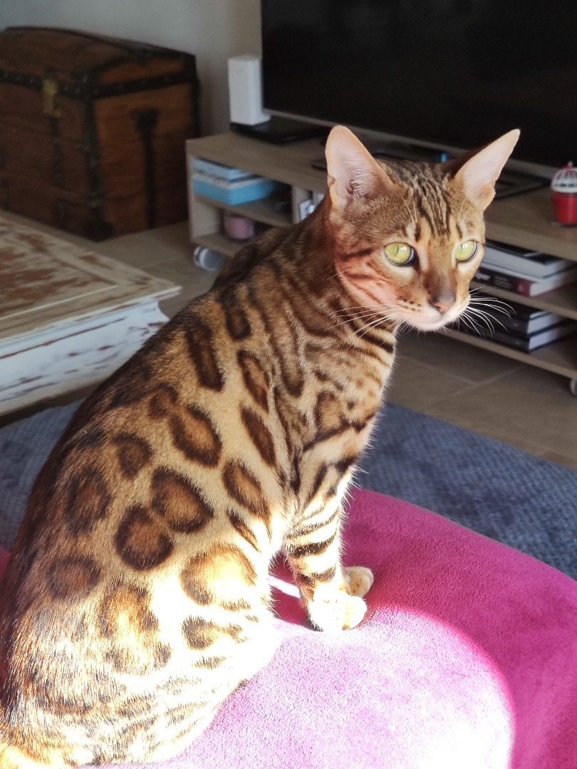 A Vendre Chat De Bengal Uncompagnon Fr