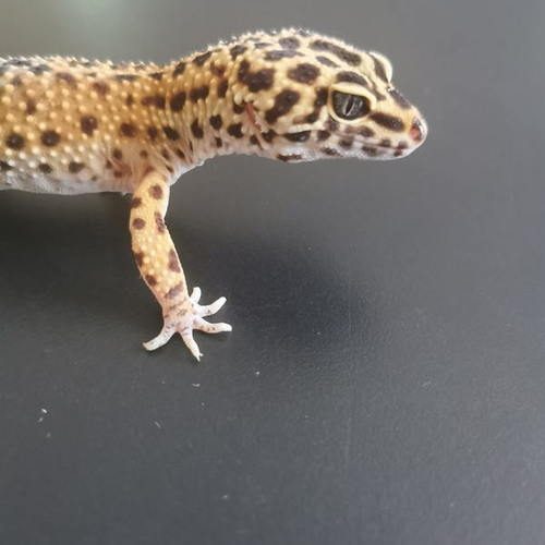 Gecko Léopard Femelle Uncompagnonfr 3649