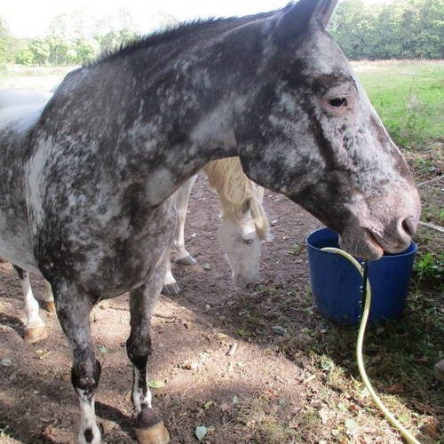 hongre-appaloosa-onc-uncompagnon-fr