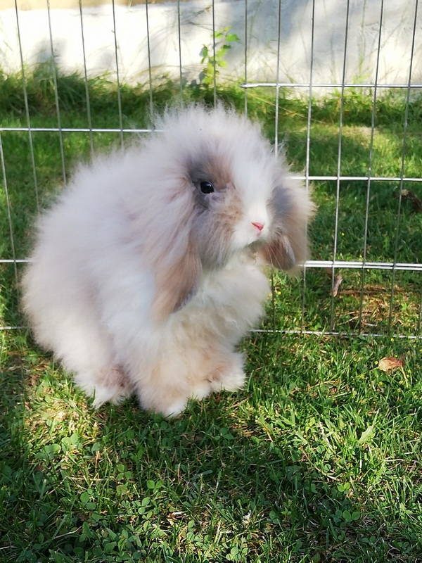 Lapin Belier Nain Angora Uncompagnon Fr