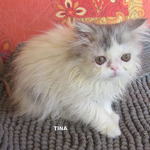 Chaton Persan A Vendre Chat A Adopter Petites Annonces Vente Achat