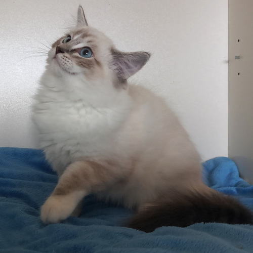 Birman Chaton A Vendre Sacre De Birmanie A Adopter Annonces Achat Vente